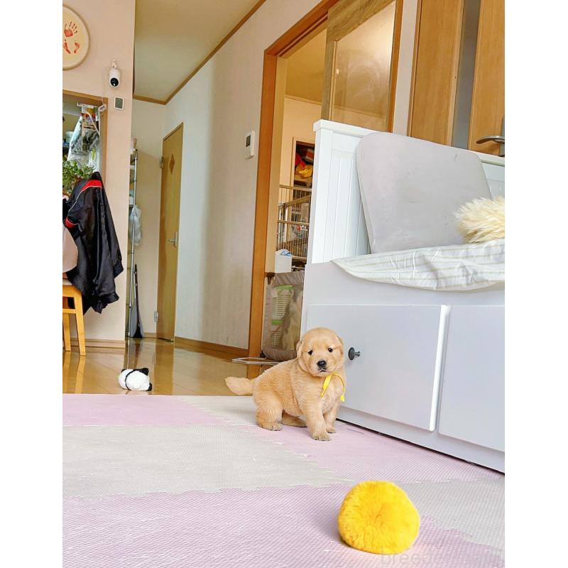 販売中の岐阜県のゴールデンレトリーバー-440330の10枚目