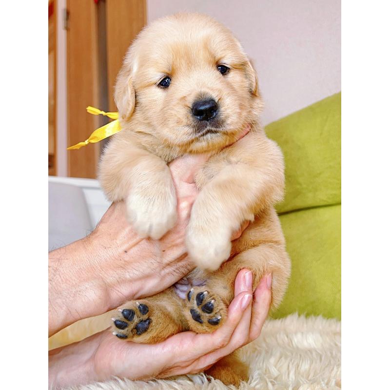 販売中の岐阜県のゴールデンレトリーバー-440330の8枚目