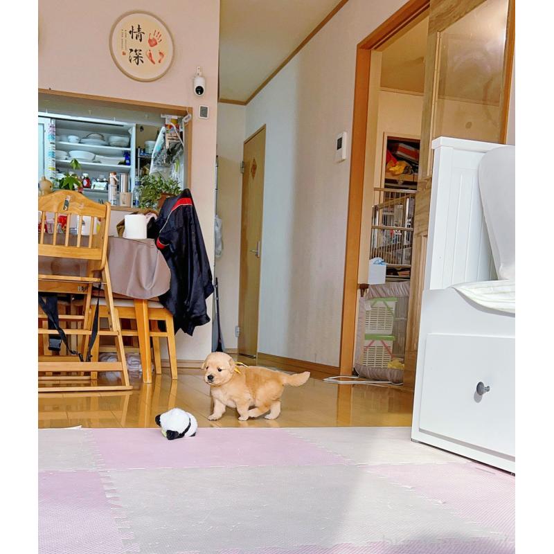 販売中の岐阜県のゴールデンレトリーバー-440330の6枚目