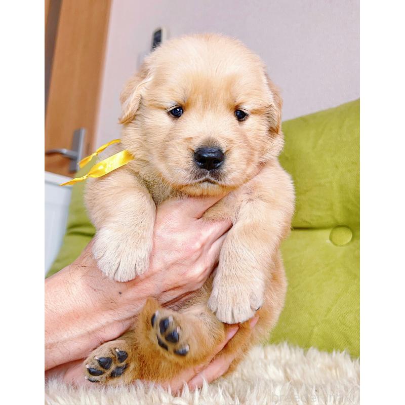 販売中の岐阜県のゴールデンレトリーバー-440330の5枚目