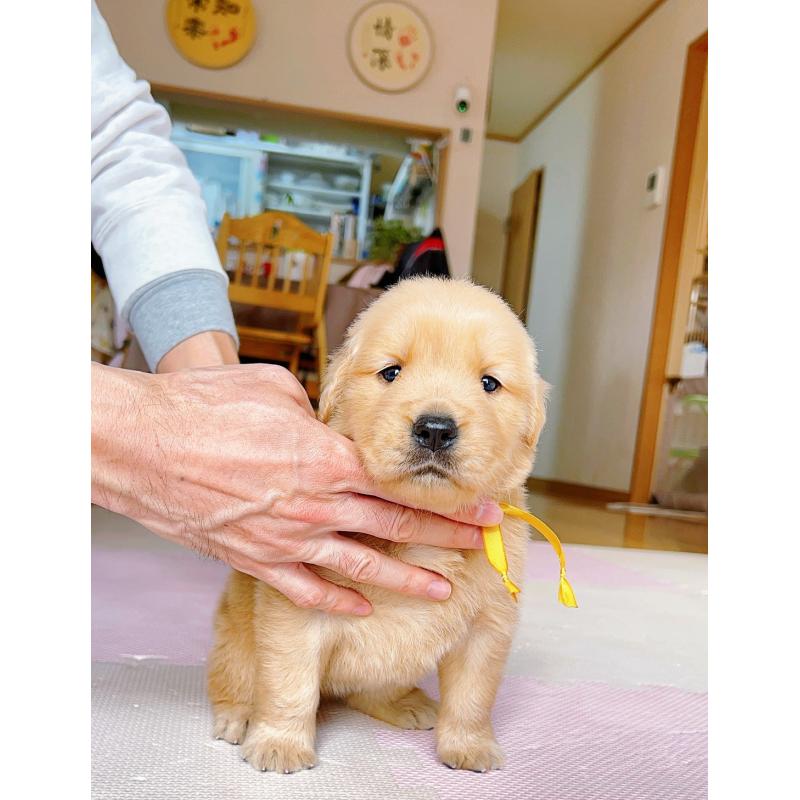 販売中の岐阜県のゴールデンレトリーバー-440330の4枚目