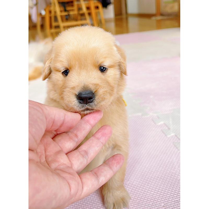 販売中の岐阜県のゴールデンレトリーバー-440330の2枚目
