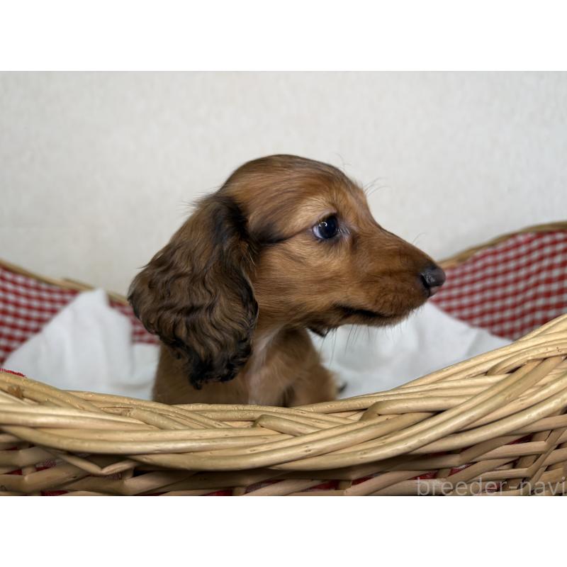 販売中の福岡県のミニチュアダックスフンド(ロングヘアード)-440334の3枚目