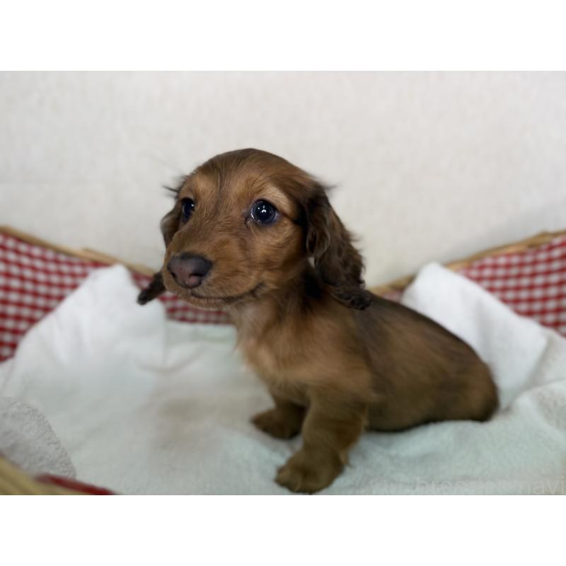 販売中の福岡県のミニチュアダックスフンド(ロングヘアード)-440334の2枚目