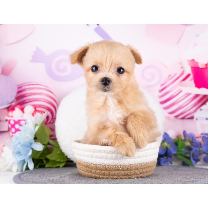 販売中の岐阜県のマルプー:マルチーズ×トイプードル-440333の5枚目