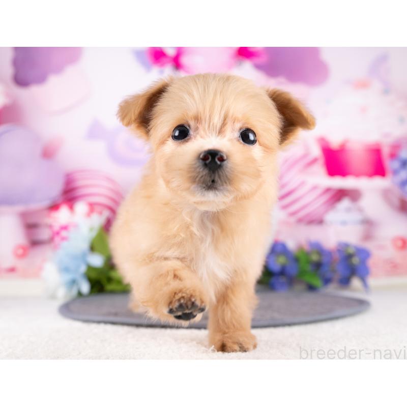 販売中の岐阜県のマルプー:マルチーズ×トイプードル-440333の3枚目