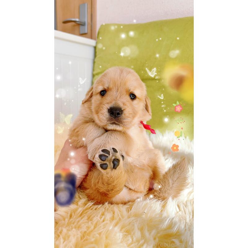 販売中の岐阜県のゴールデンレトリーバー-440335の1枚目