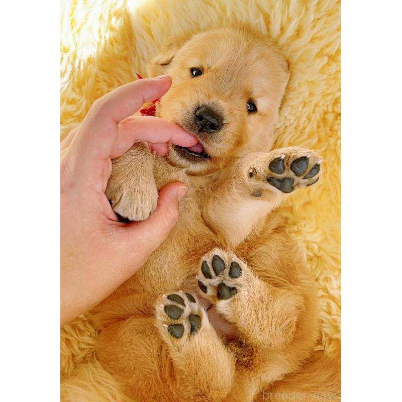 販売中の岐阜県のゴールデンレトリーバー-440335の15枚目