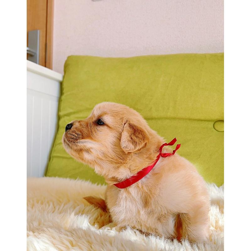 販売中の岐阜県のゴールデンレトリーバー-440335の14枚目