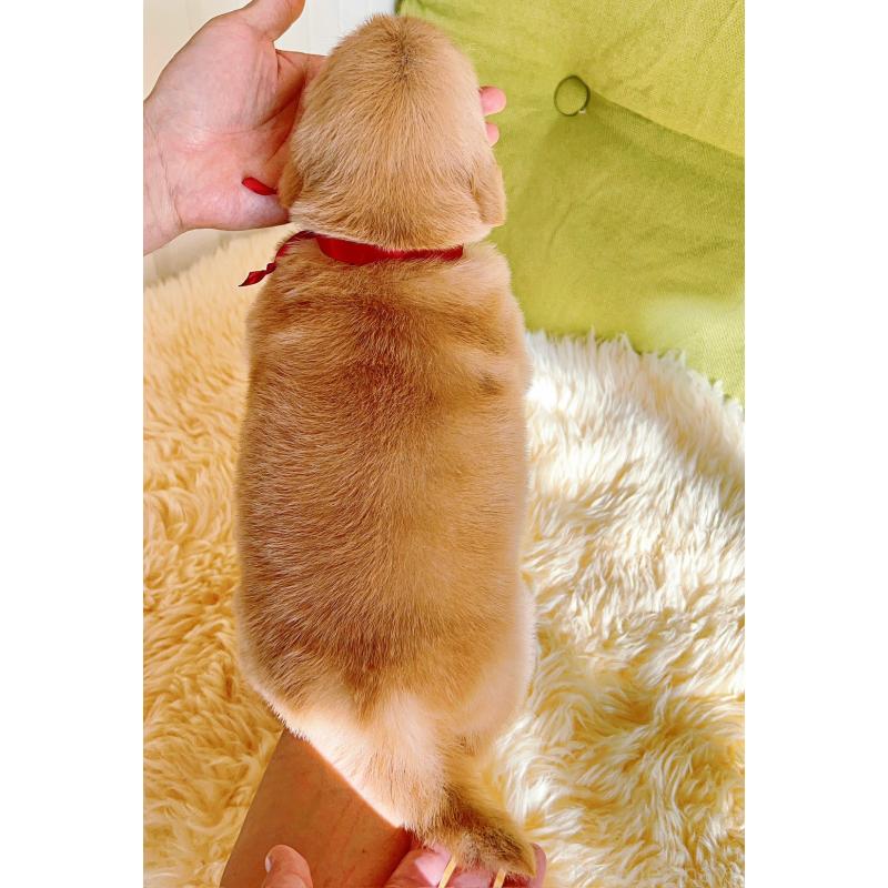 販売中の岐阜県のゴールデンレトリーバー-440335の13枚目