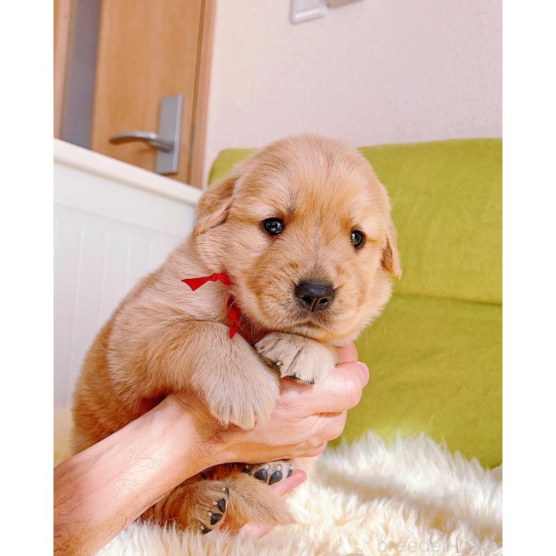 販売中の岐阜県のゴールデンレトリーバー-440335の12枚目