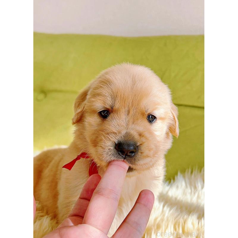 販売中の岐阜県のゴールデンレトリーバー-440335の11枚目