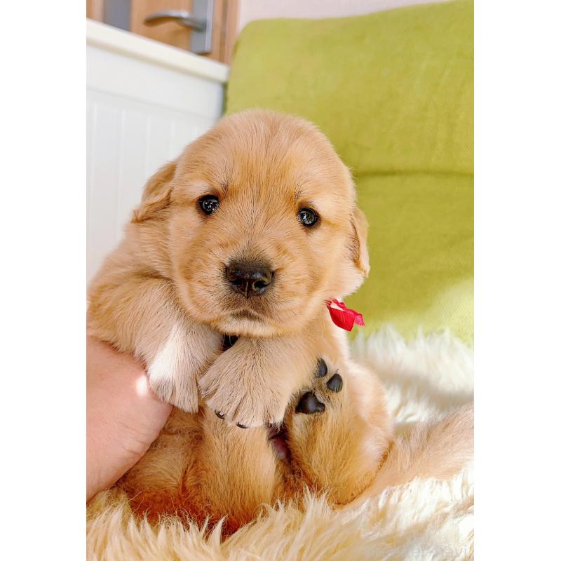 販売中の岐阜県のゴールデンレトリーバー-440335の10枚目