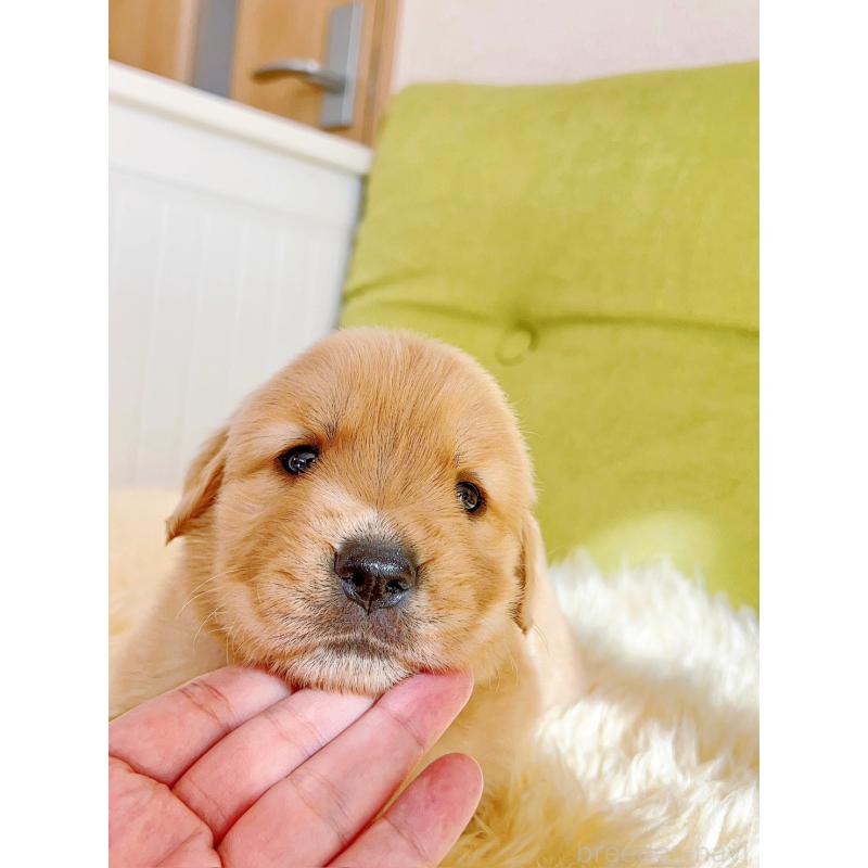 販売中の岐阜県のゴールデンレトリーバー-440335の9枚目