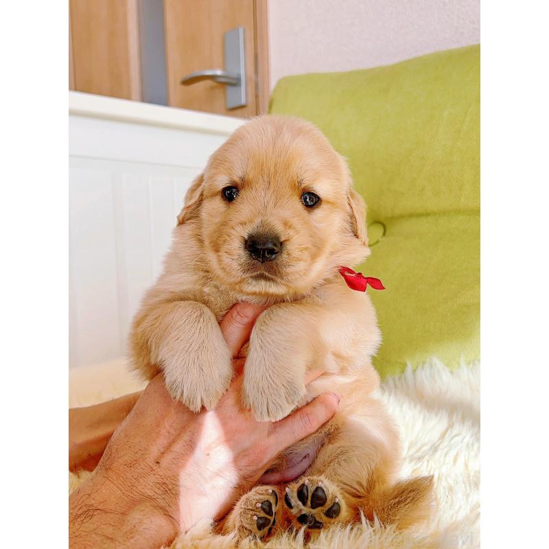 販売中の岐阜県のゴールデンレトリーバー-440335の8枚目