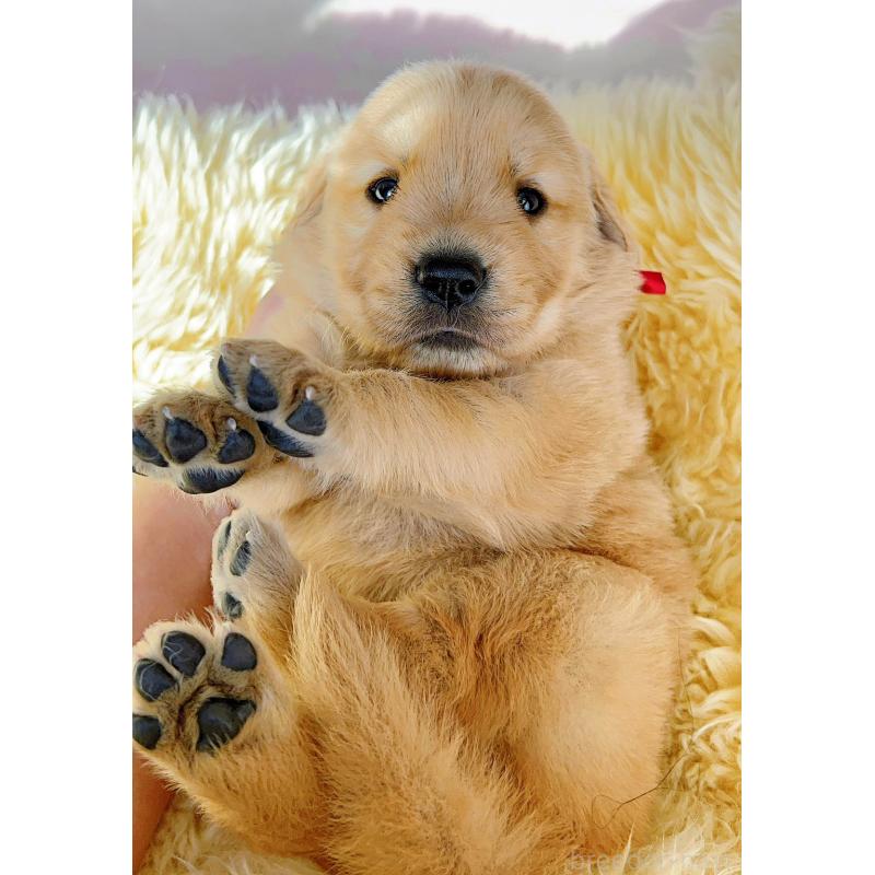 販売中の岐阜県のゴールデンレトリーバー-440335の7枚目