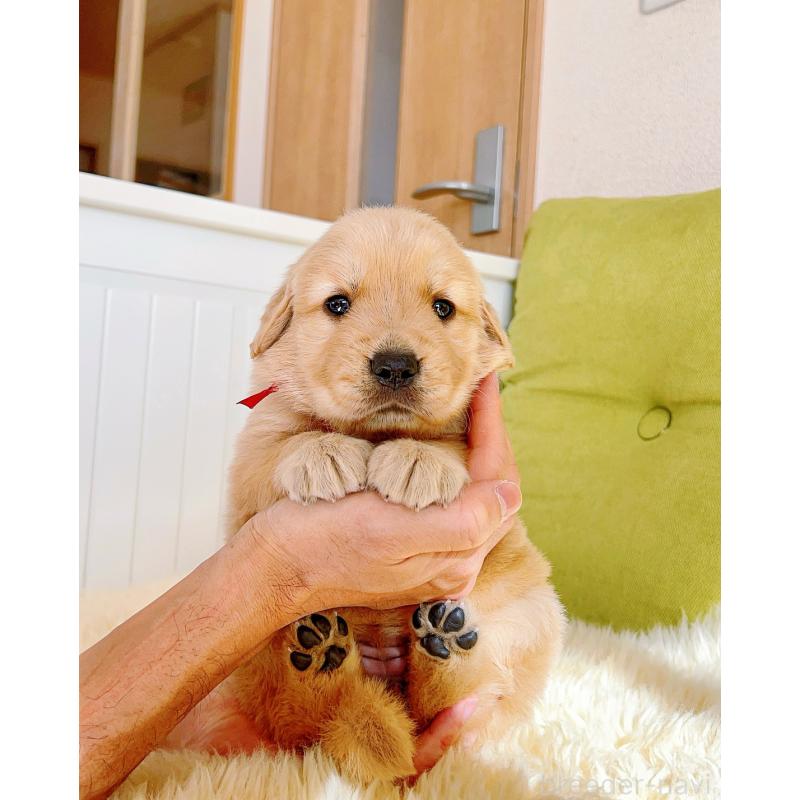 販売中の岐阜県のゴールデンレトリーバー-440335の6枚目