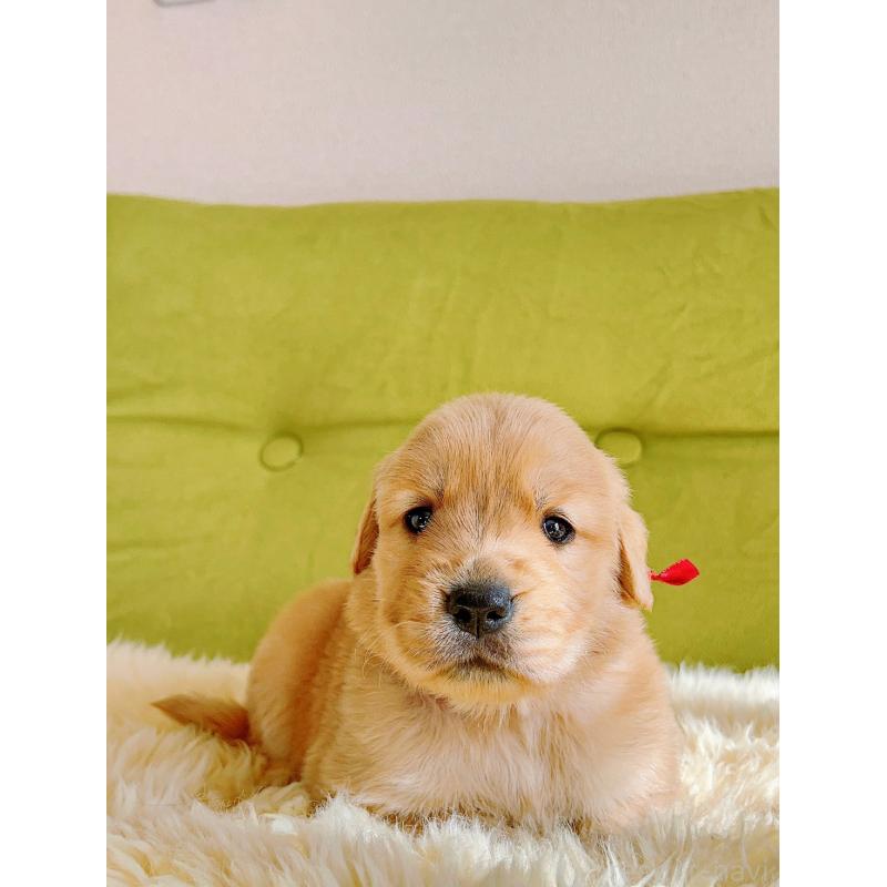 販売中の岐阜県のゴールデンレトリーバー-440335の5枚目