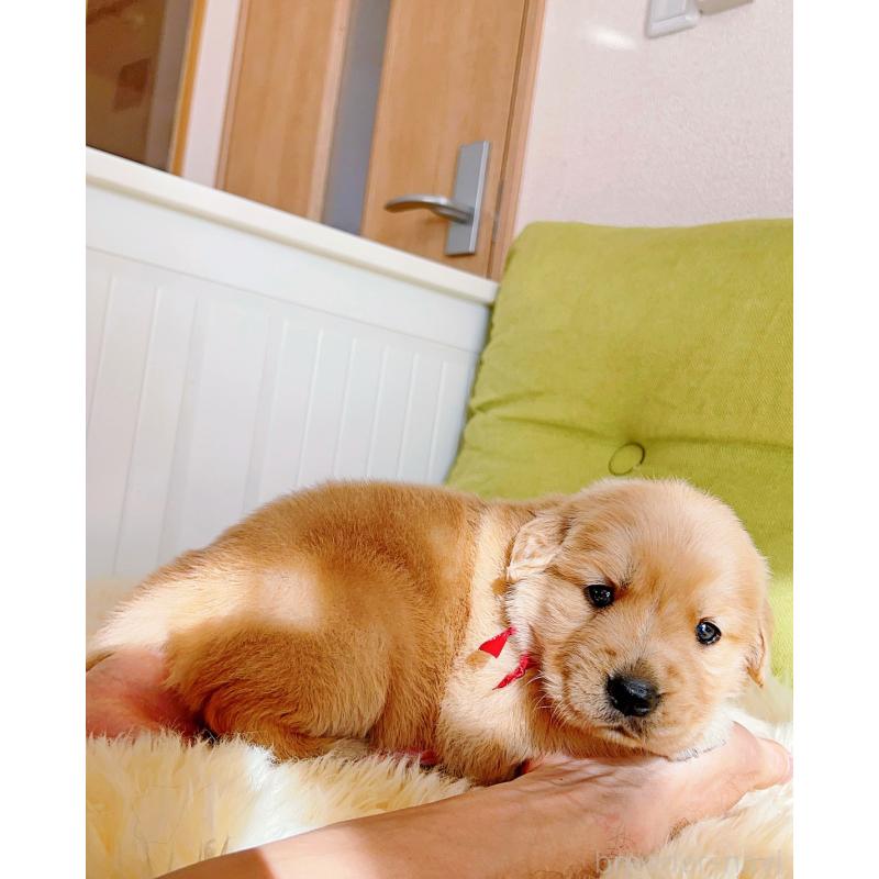 販売中の岐阜県のゴールデンレトリーバー-440335の4枚目