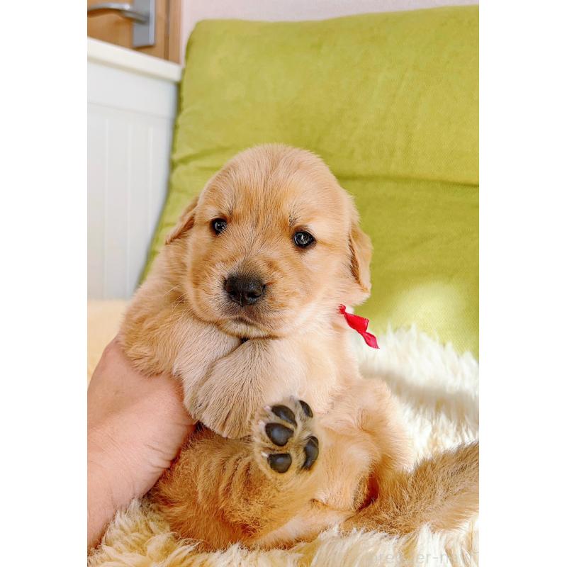 販売中の岐阜県のゴールデンレトリーバー-440335の3枚目