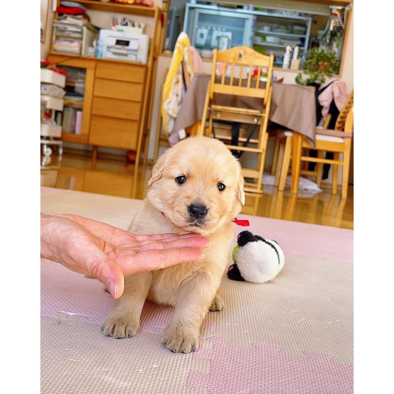 販売中の岐阜県のゴールデンレトリーバー-440335の2枚目