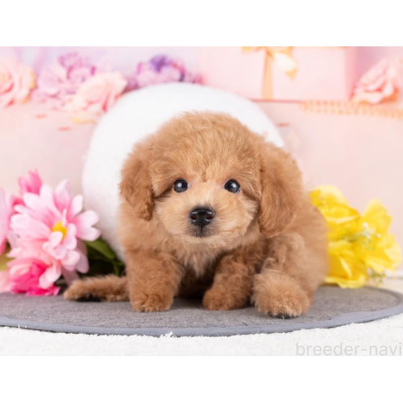 販売中の岐阜県のトイプードル-440337の5枚目