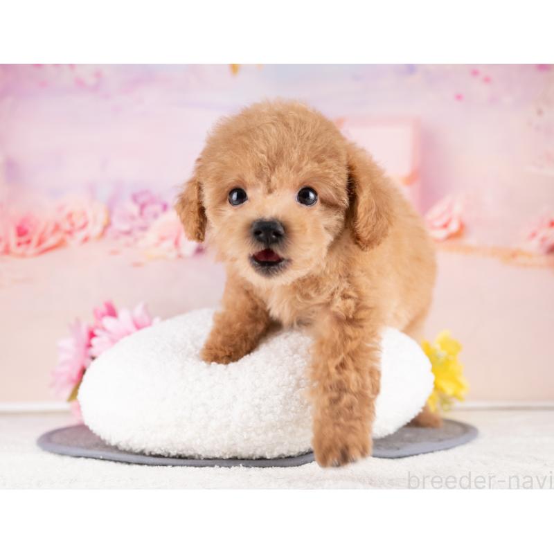 販売中の岐阜県のトイプードル-440337の4枚目