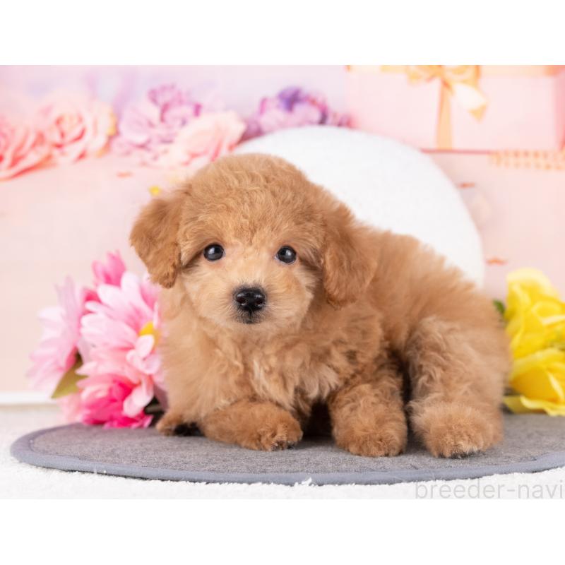 販売中の岐阜県のトイプードル-440337の3枚目