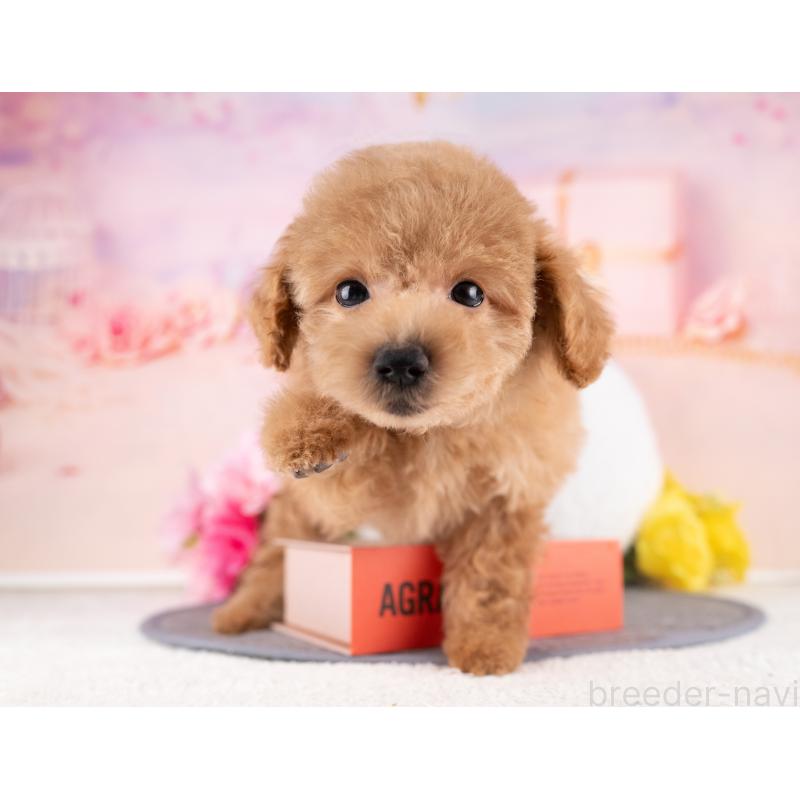 販売中の岐阜県のトイプードル-440337の2枚目