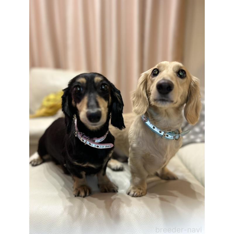 販売中の群馬県のミニチュアダックスフンド(ロングヘアード)-440339の10枚目