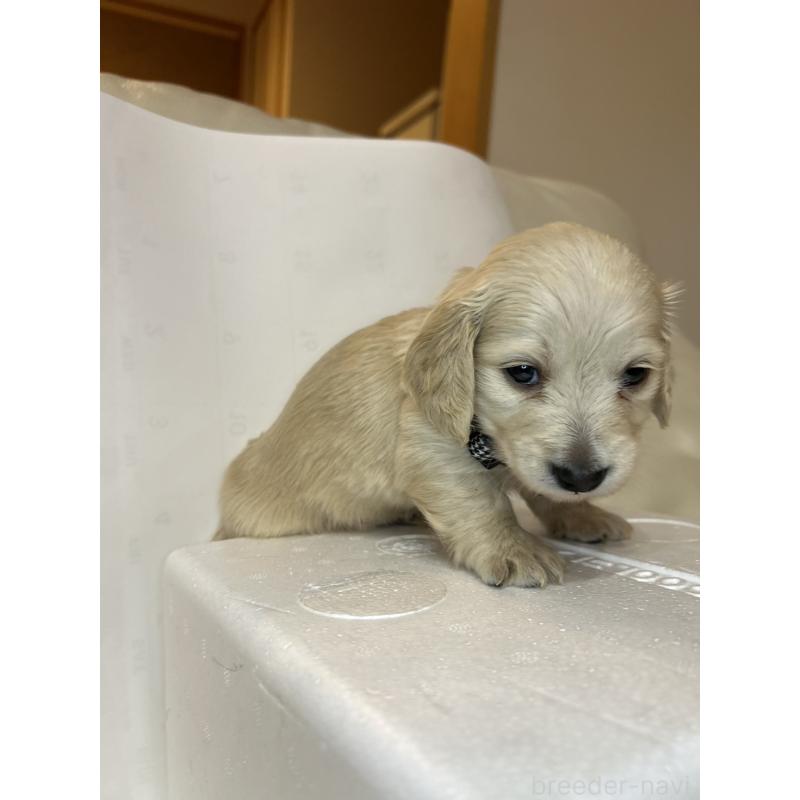 販売中の群馬県のミニチュアダックスフンド(ロングヘアード)-440339の8枚目