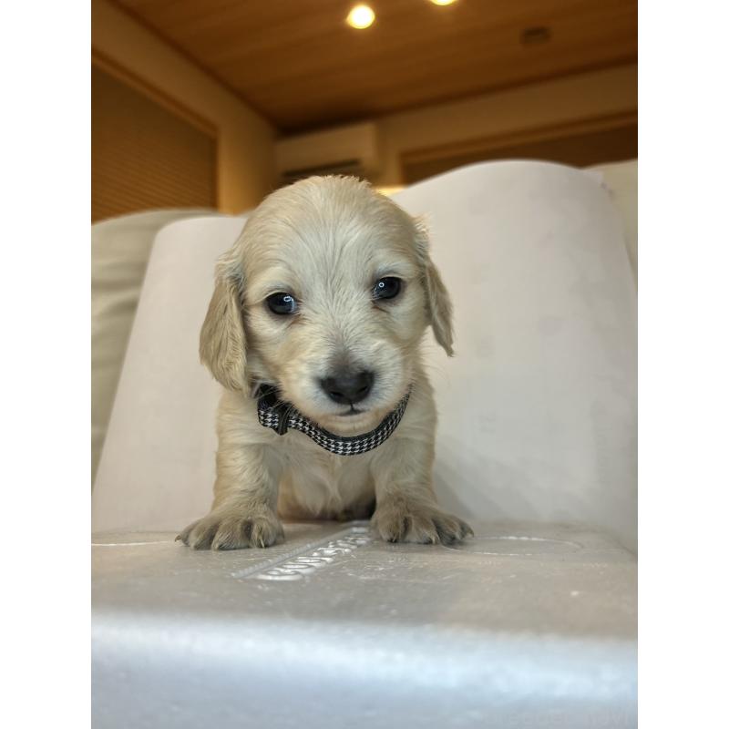 販売中の群馬県のミニチュアダックスフンド(ロングヘアード)-440339の1枚目