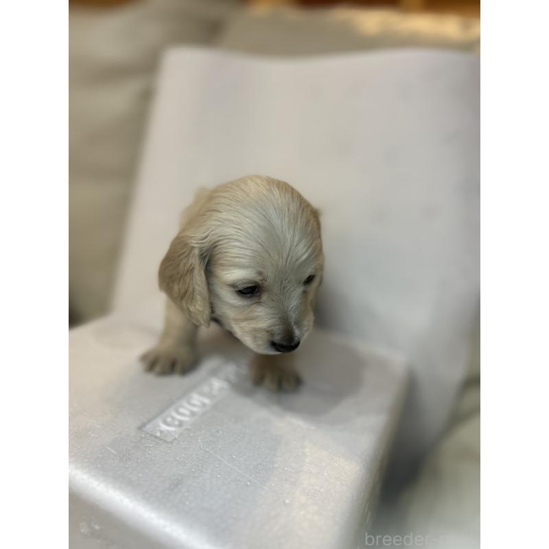 販売中の群馬県のミニチュアダックスフンド(ロングヘアード)-440339の7枚目