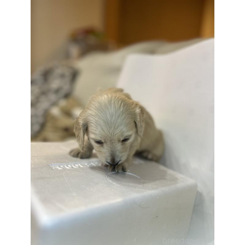 販売中の群馬県のミニチュアダックスフンド(ロングヘアード)-440339の6枚目