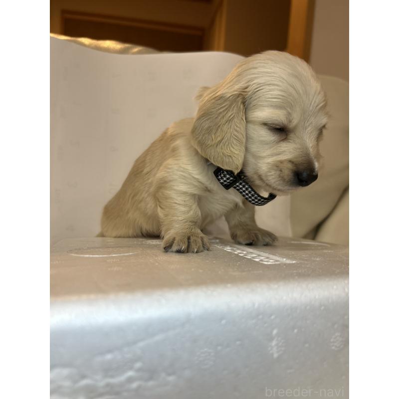 販売中の群馬県のミニチュアダックスフンド(ロングヘアード)-440339の5枚目