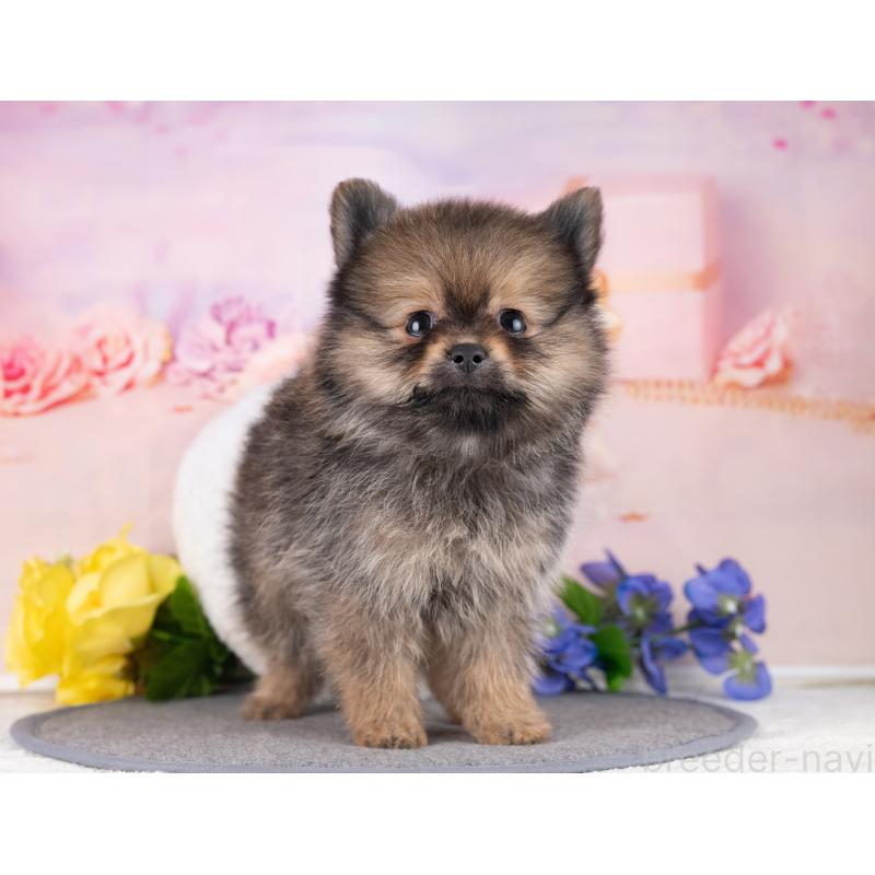 販売中の岐阜県のポメラニアン-440340の5枚目