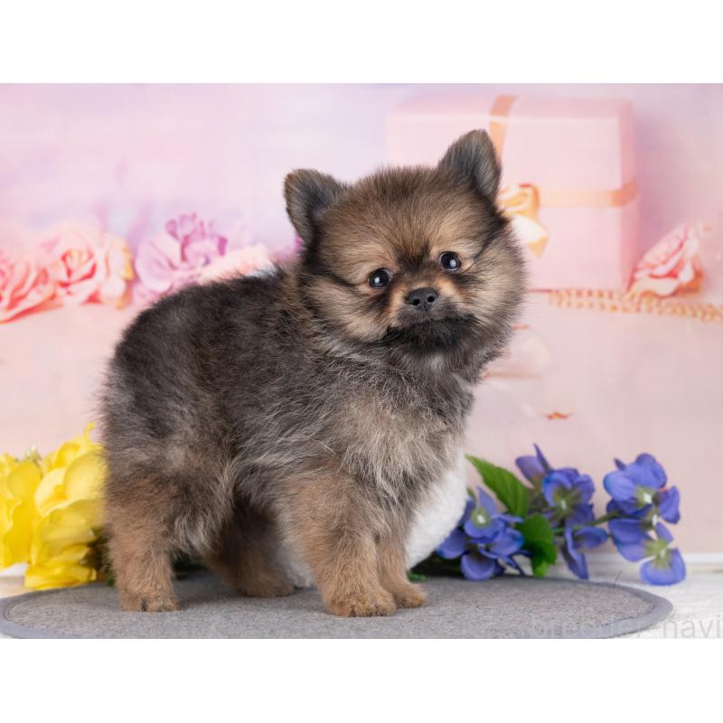 販売中の岐阜県のポメラニアン-440340の4枚目