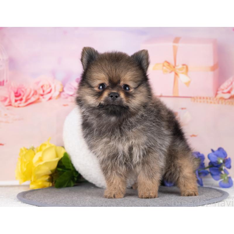 販売中の岐阜県のポメラニアン-440340の3枚目