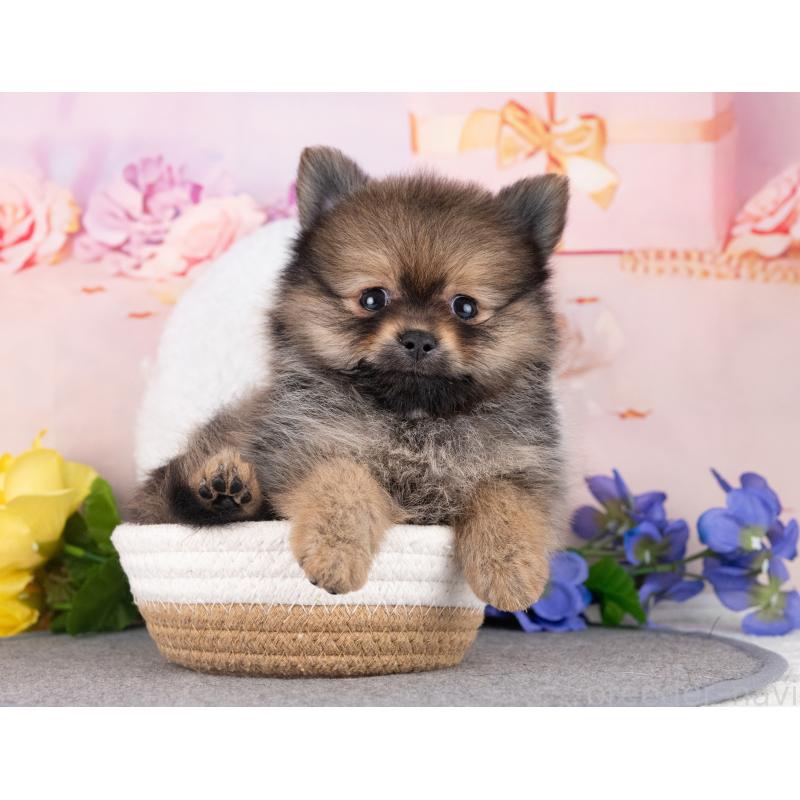 販売中の岐阜県のポメラニアン-440340の2枚目