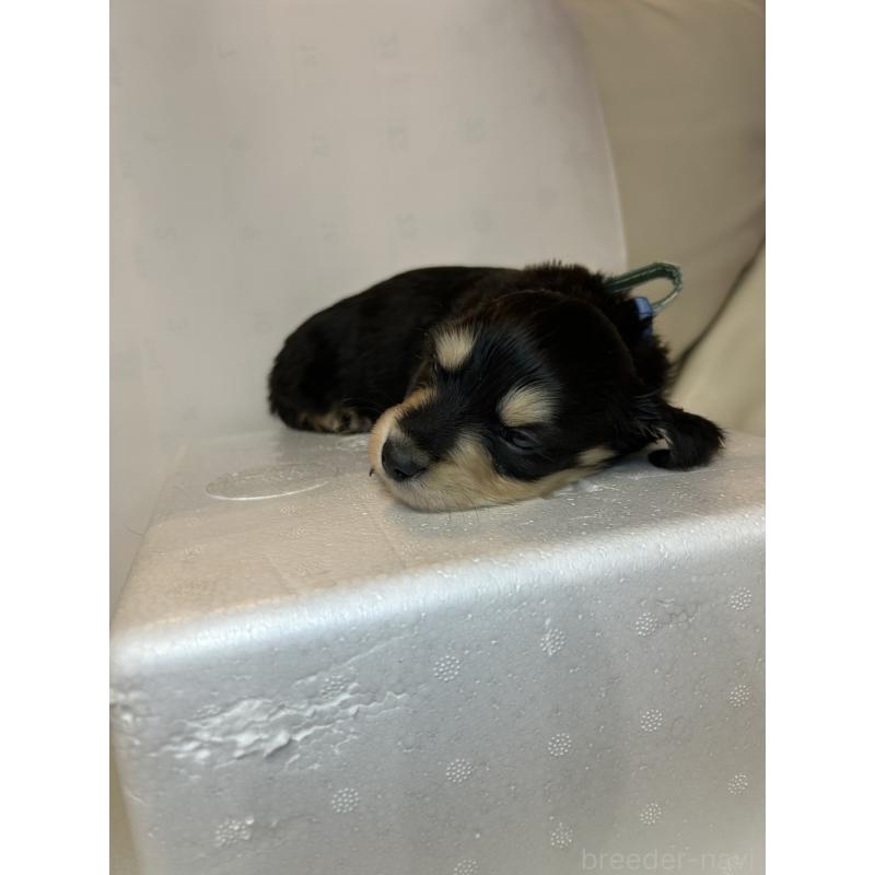 販売中の群馬県のミニチュアダックスフンド(ロングヘアード)-440341の11枚目