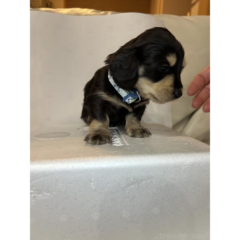 販売中の群馬県のミニチュアダックスフンド(ロングヘアード)-440341の9枚目