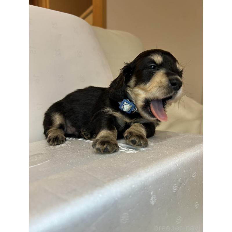 販売中の群馬県のミニチュアダックスフンド(ロングヘアード)-440341の7枚目