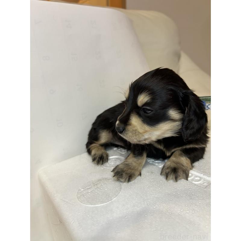 販売中の群馬県のミニチュアダックスフンド(ロングヘアード)-440341の6枚目