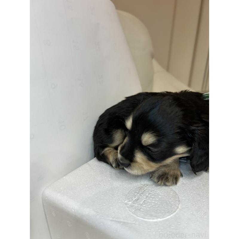 販売中の群馬県のミニチュアダックスフンド(ロングヘアード)-440341の5枚目