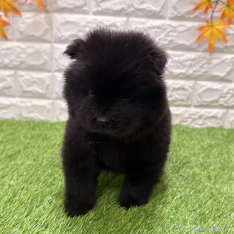 販売中の愛知県のチャウチャウ-436964