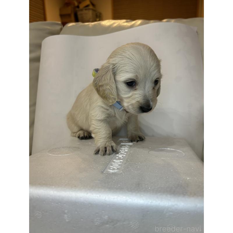 販売中の群馬県のミニチュアダックスフンド(ロングヘアード)-440344の7枚目