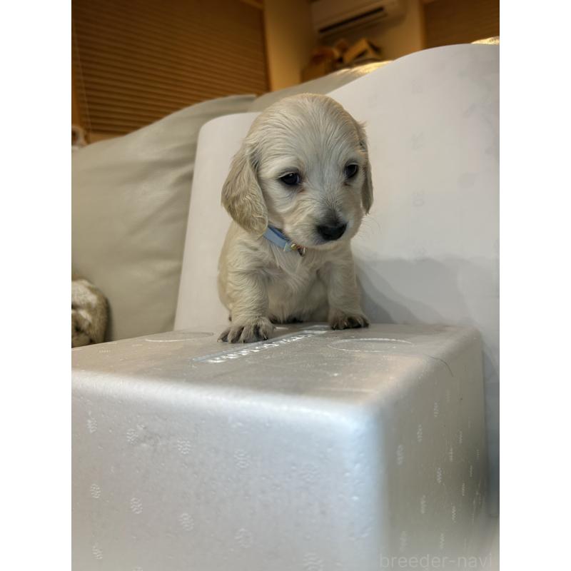 販売中の群馬県のミニチュアダックスフンド(ロングヘアード)-440344の6枚目