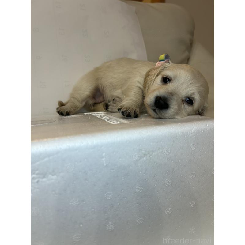 販売中の群馬県のミニチュアダックスフンド(ロングヘアード)-440344の4枚目