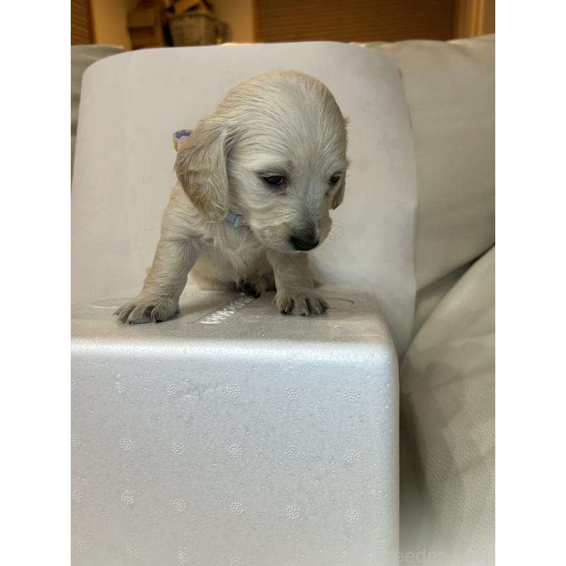 販売中の群馬県のミニチュアダックスフンド(ロングヘアード)-440344の2枚目