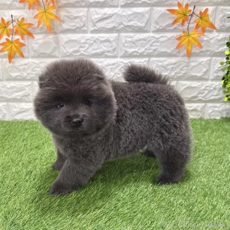 販売中の愛知県のチャウチャウ-436966